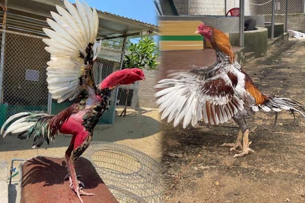 ĐÁ GÀ C1 TRỰC TIẾP HÔM NAY THÁNG 11/2023 2 Đá gà campuachia