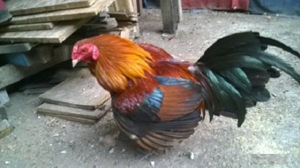 Cách Nuôi Gà Đá Tăng Cường Sức Khỏe Và Chiến Đấu 1 Cách Nuôi Gà Đá Tăng Cường Sức Khỏe Và Chiến Đấu