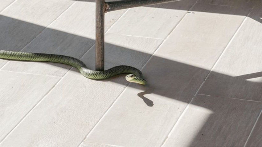 Mơ thấy rắn đánh con gì? Giải mã giấc mơ thấy rắn chuẩn nhất 4 Mơ thấy rắn bò vào nhà